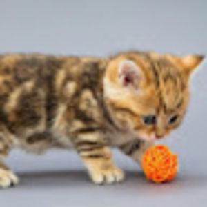 Meet your Posher, Debi